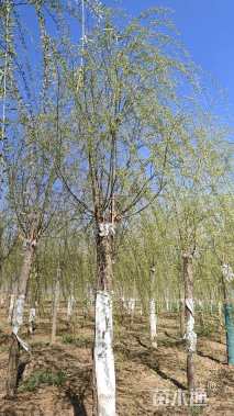 15公分青皮垂柳