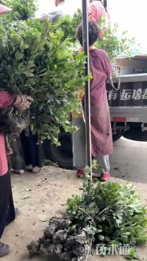 高度70厘米海桐