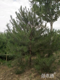 高度5000厘米油松