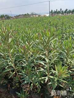 高度15厘米夹竹桃