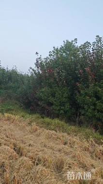 冠幅180厘米红叶石楠球