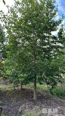 14公分乐昌含笑