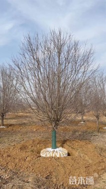 12公分绚丽海棠