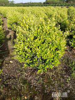 冠幅100厘米金森女贞球