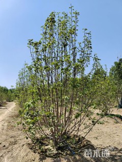 高度400厘米丛生白玉兰