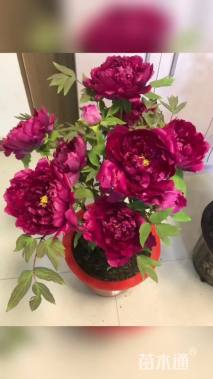 高度50厘米牡丹