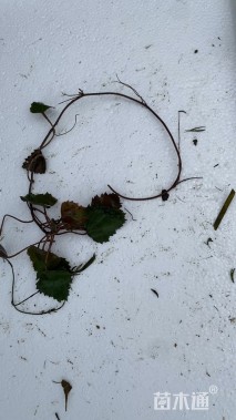 高度60厘米菱角