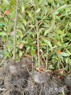 高度50厘米杜英小苗