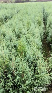 高度50厘米川柏