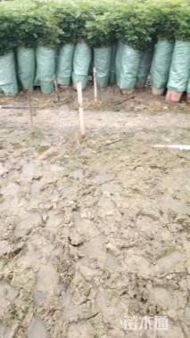 高度200厘米非洲茉莉