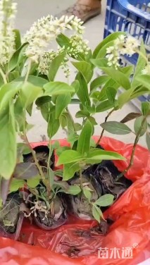 高度25厘米荷兰鼠刺