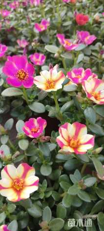 高度20厘米太阳花