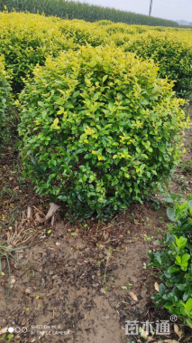 冠幅150厘米金叶女贞球