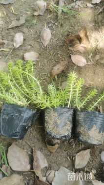 高度8厘米佛甲草