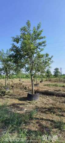 15公分黄花风铃木