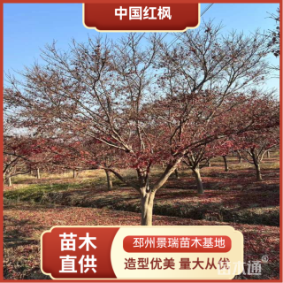 18公分中国红枫