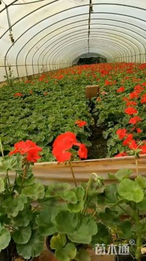 高度20厘米天竺葵