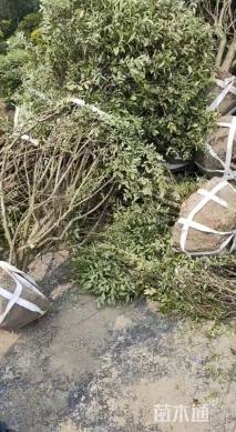 高度180厘米水蜡