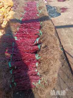 高度80厘米红瑞木