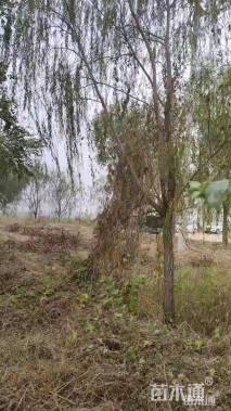 18公分柳树