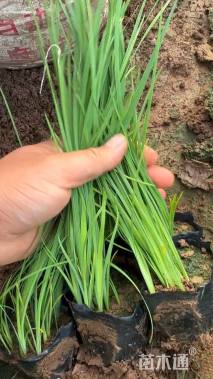 高度20厘米马兰头