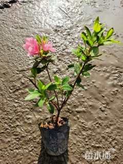 高度30厘米杜鹃