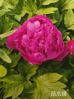 高度80厘米牡丹