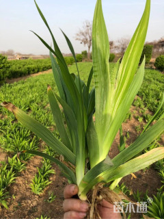 高度30厘米鸢尾