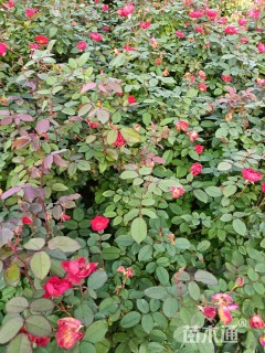 高度50厘米月季