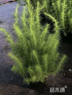 高度35厘米假蒿