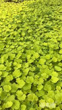 高度20厘米矾根