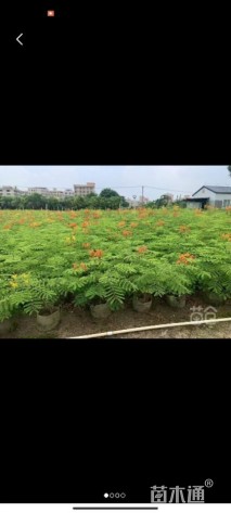 高度100厘米金凤花