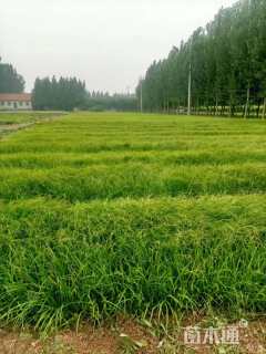 高度40厘米崂峪苔草