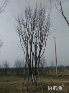 高度500厘米丛生茶条槭