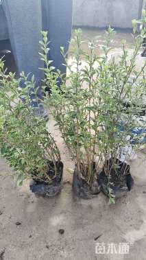 高度40厘米六月雪