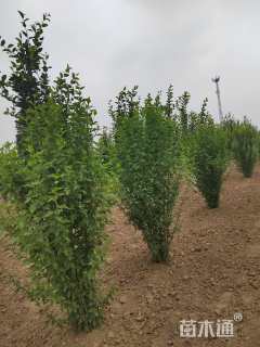 高度1.8厘米丛生木槿