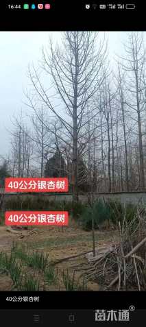 40公分银杏