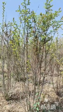 高度200厘米丛生紫薇