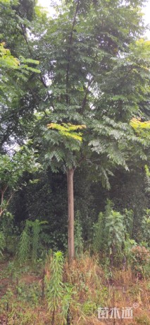 15公分黄山栾树