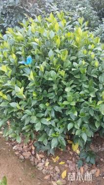 高度80厘米栀子花