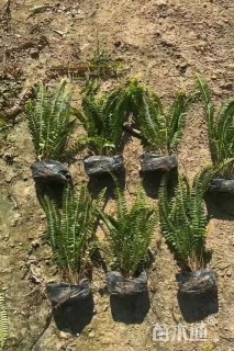 高度30厘米肾蕨