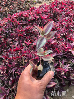 高度25厘米吊竹梅