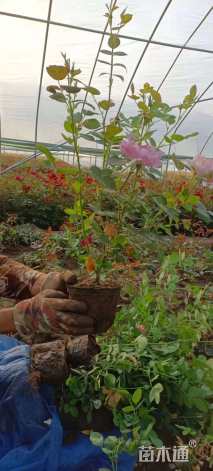 高度40厘米丰花月季