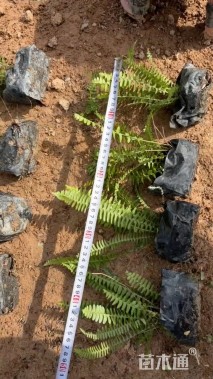 高度20厘米遍地黄金