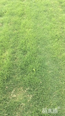 草卷状百慕大草