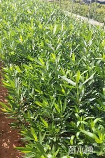 高度40厘米夹竹桃