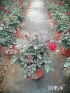 高度20厘米月季