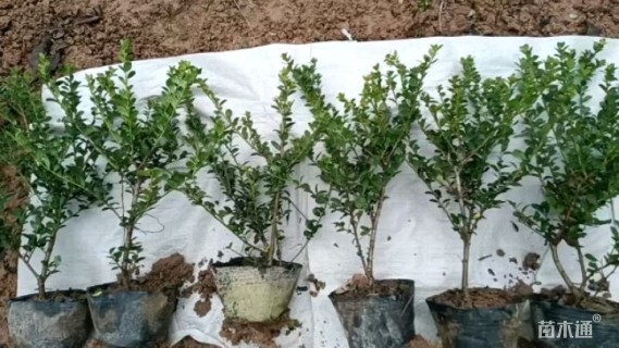 高度40厘米龟甲冬青