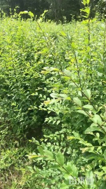 高度50厘米小叶女贞小苗