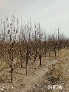 10公分八棱海棠